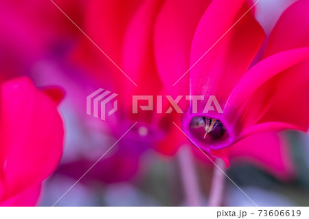 赤いシクラメン、クローズアップ 赤いシクラメン、クローズアップ 73606619