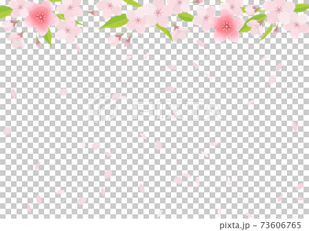 櫻花的插圖素材（矢量，白色背景，摳圖） 73606765