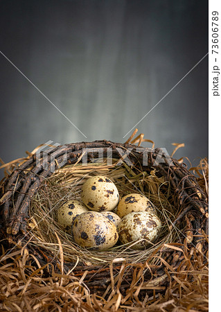 Little fresh QuailEggs In a nest on dark Background Little fresh QuailEggs In a nest on dark Background 73606789