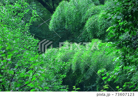 緑萌える 73607123