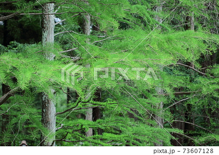 緑萌える 73607128