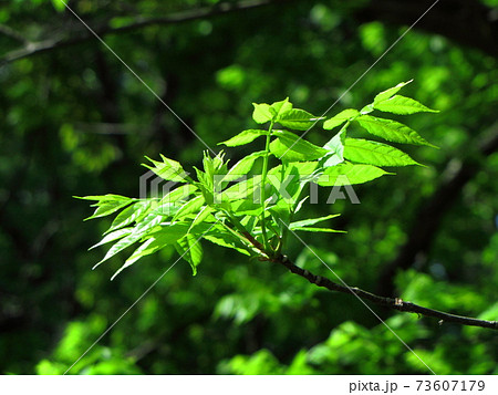 緑萌える 73607179
