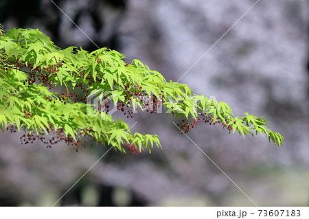 緑萌える 73607183