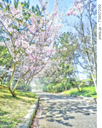 桜遊歩道 神戸市垂水区平磯公園 桜遊歩道 神戸市垂水区平磯公園 73607200