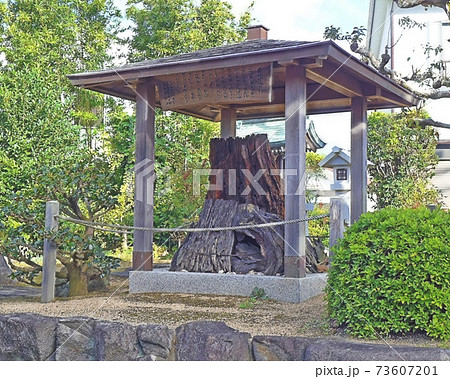 義経腰掛の松　多井畑神社 73607201