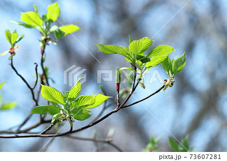 緑萌える 73607281