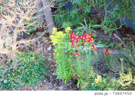 ヒメキンギョソウの花 73607450