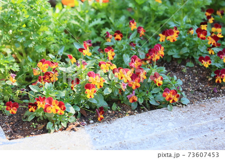 ビオラの花 ビオラの花 73607453