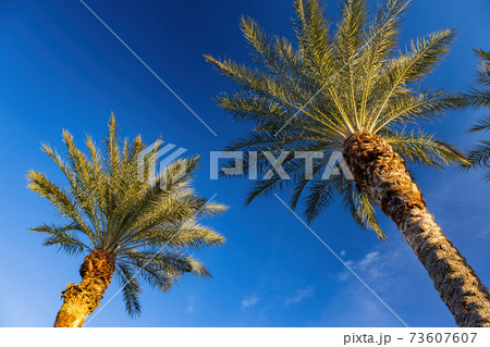 Looking up the palm tree at Lake Las Vegas 73607607