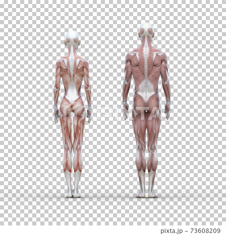 筋肉見本 男女 表面 perming3DCGイラスト素材 筋肉見本 男女 表面 perming3DCGイラスト素材 73608209