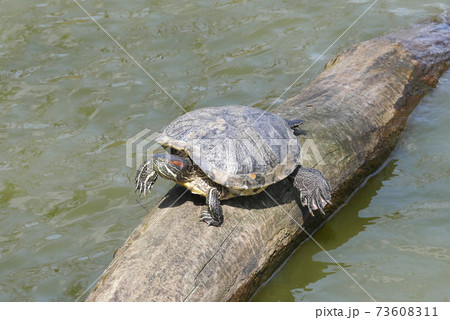 亀の甲羅干し 73608311