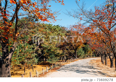 Pine tree and maple forest road at Andong Hahoe Folk Village in Andong, Korea 73609278