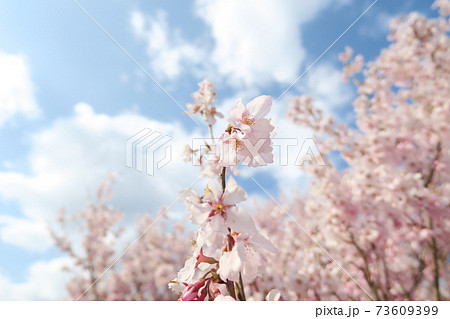 さくら さくら 73609399