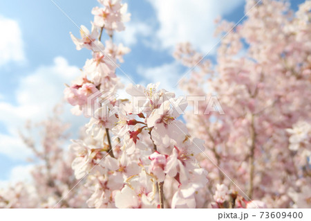 さくら さくら 73609400