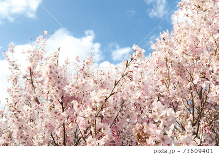 さくら 73609401
