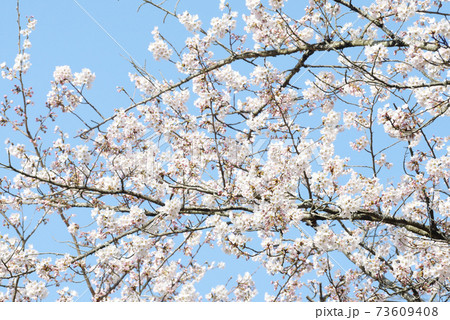 さくら さくら 73609408