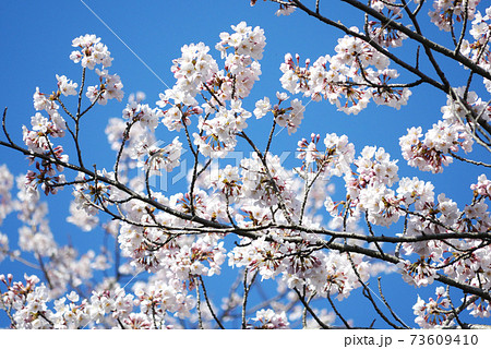 さくら 73609410