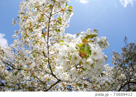 さくら さくら 73609412