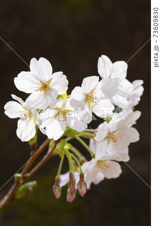 桜のアップ 73609830