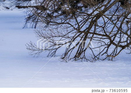 冬の米沢城跡 上杉神社 のお濠 堀 凍り付く枝 山形県米沢市の写真素材