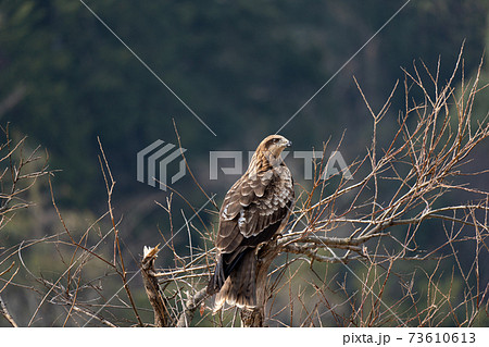 木の枝で休む一羽の鳶の写真素材