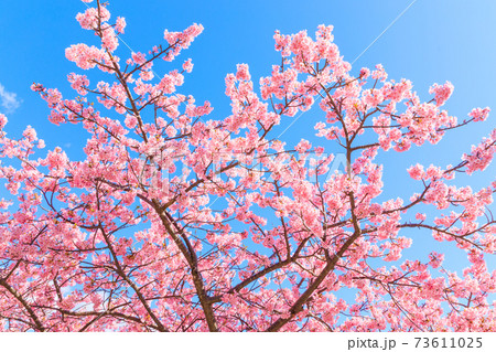 満開の河津桜と青空 73611025