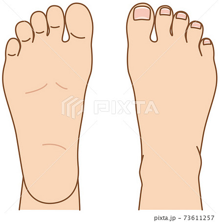 足の甲と足の裏 足の甲と足の裏 73611257