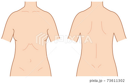 胴体 前後のイラスト素材