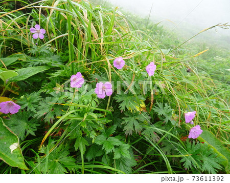 高山植物 73611392