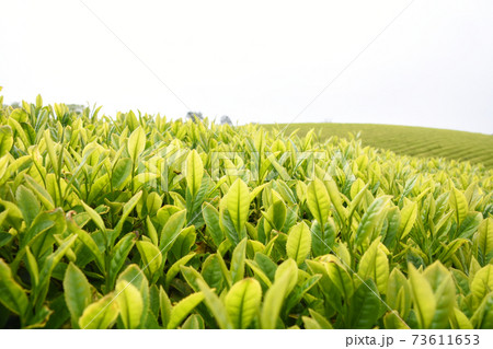 鹿児島の美しい新茶葉 73611653