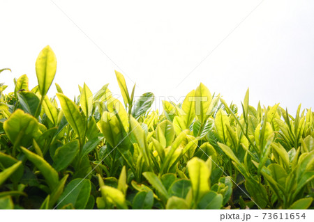 鹿児島の美しい新茶葉 鹿児島の美しい新茶葉 73611654