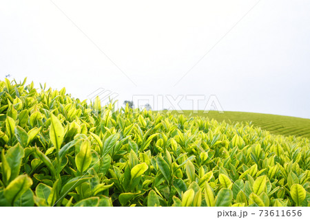 鹿児島の美しい新茶葉 73611656