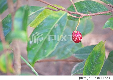 粒々が落ちた後のサネカズラの赤い実 花床 の写真素材