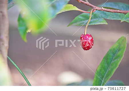 粒々が落ちた後のサネカズラの赤い実（花床） 73611727