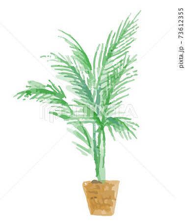 観葉植物 73612355