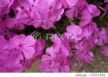 芝桜 73612492