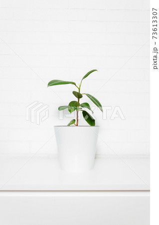 Ficus tree in bright interior. Copy space. Ficus tree in bright interior. Copy space. 73613307