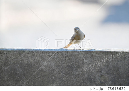 ジョウビタキのメス ジョウビタキのメス 73613622