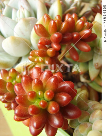 多肉植物 虹の玉 多肉植物 虹の玉 73614169
