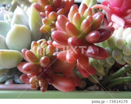 多肉植物　虹の玉 73614170