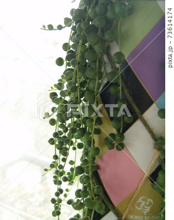 多肉植物　グリーンネックレス 73614174