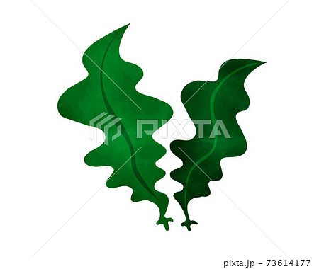 免疫力を高める食材／糖質制限／栄養食／水彩／海藻 73614177