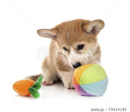young Pembroke Welsh Corgi 73614195