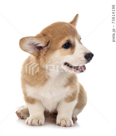 young Pembroke Welsh Corgi young Pembroke Welsh Corgi 73614196