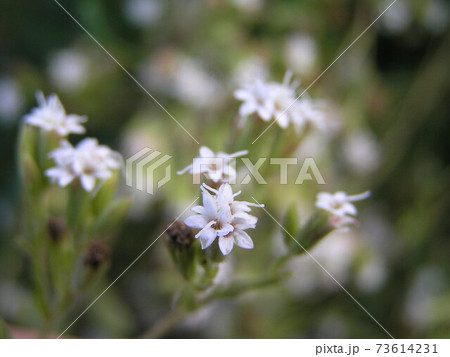 ステビア ステビア 73614231