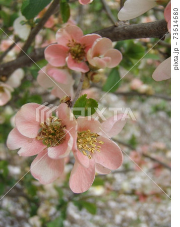 ボケ 花 ボケ 花 73614680