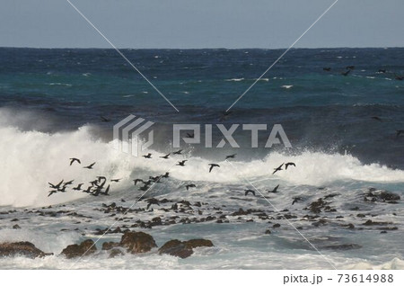 南アフリカ、ケープ半島、喜望峰自然保護区、海岸に打ち寄せる大波 73614988