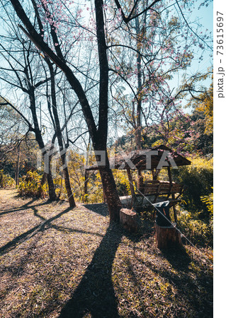 Old house in the forest spring day bright sky Old house in the forest spring day bright sky 73615697