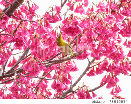 満開のカンヒザクラの蜜を吸うメジロ 満開のカンヒザクラの蜜を吸うメジロ 73616654