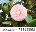 薄ピンク色した乙女椿 73616668